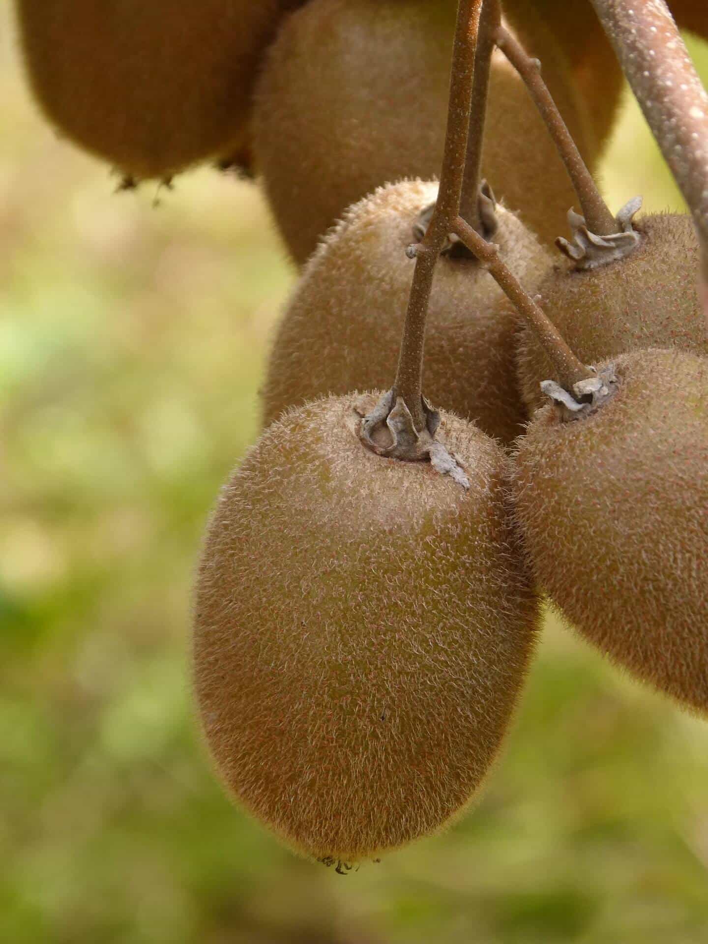 Kiwis verts fraîchement récoltés