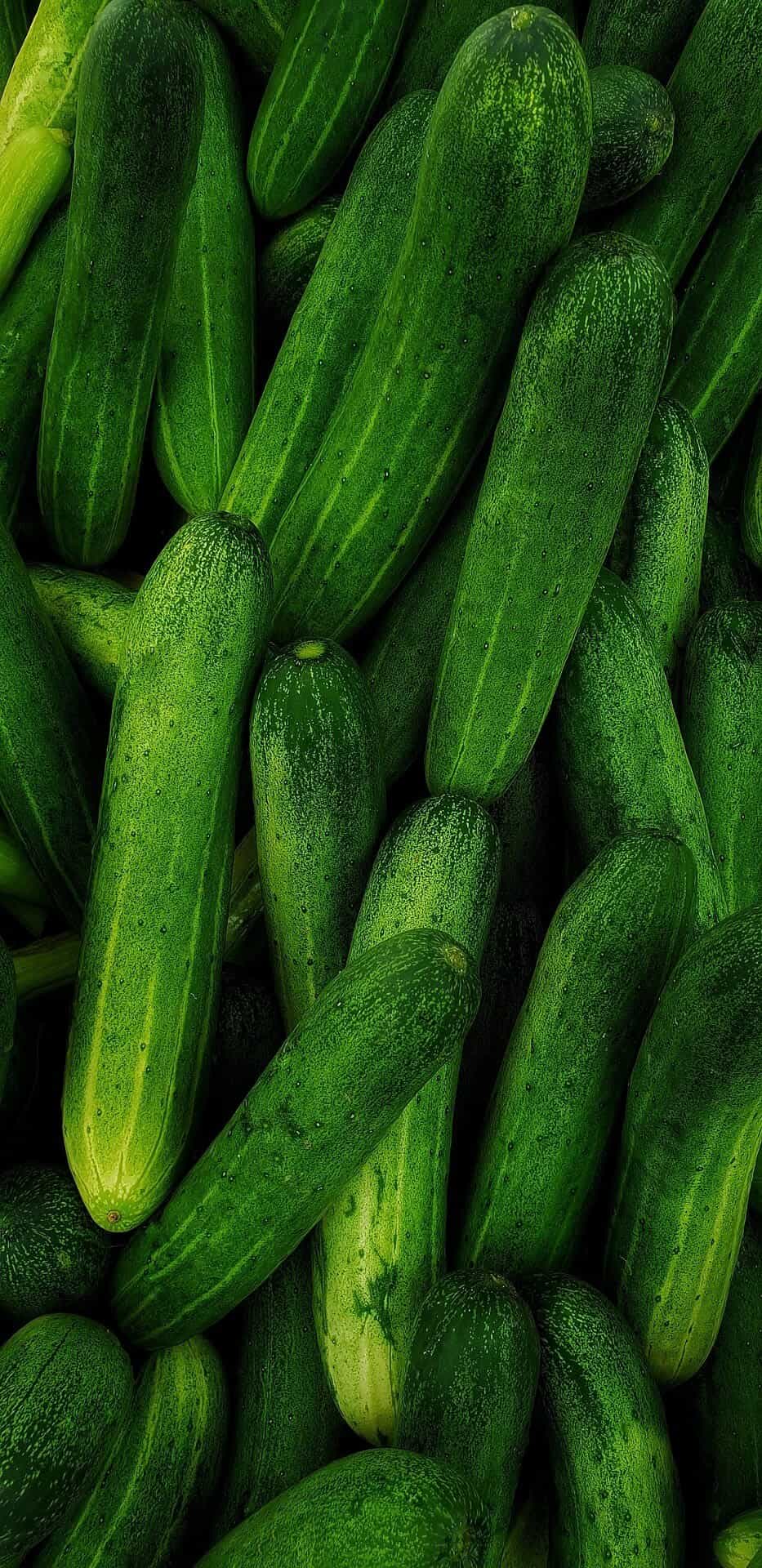 Concombres frais du potager