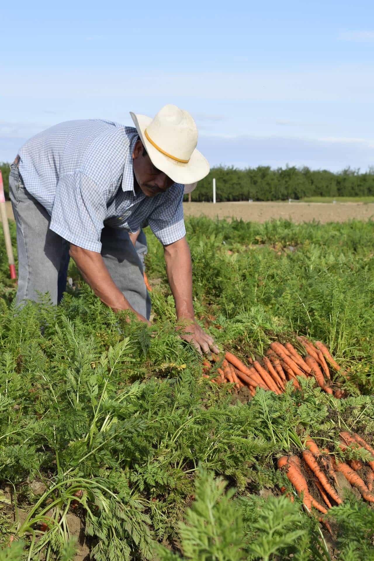 Carottes fraîches du jardin