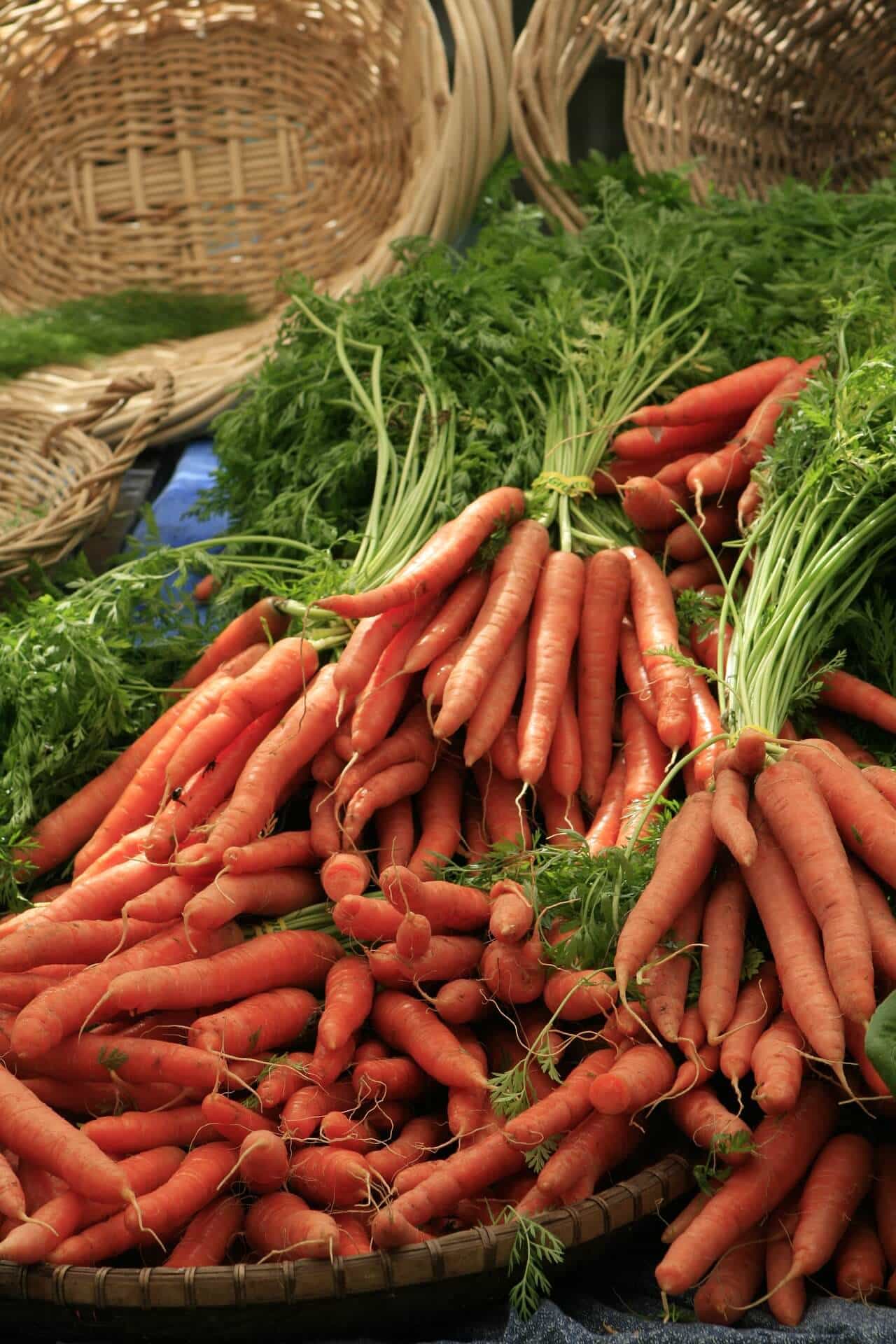 Carottes fraîches du jardin