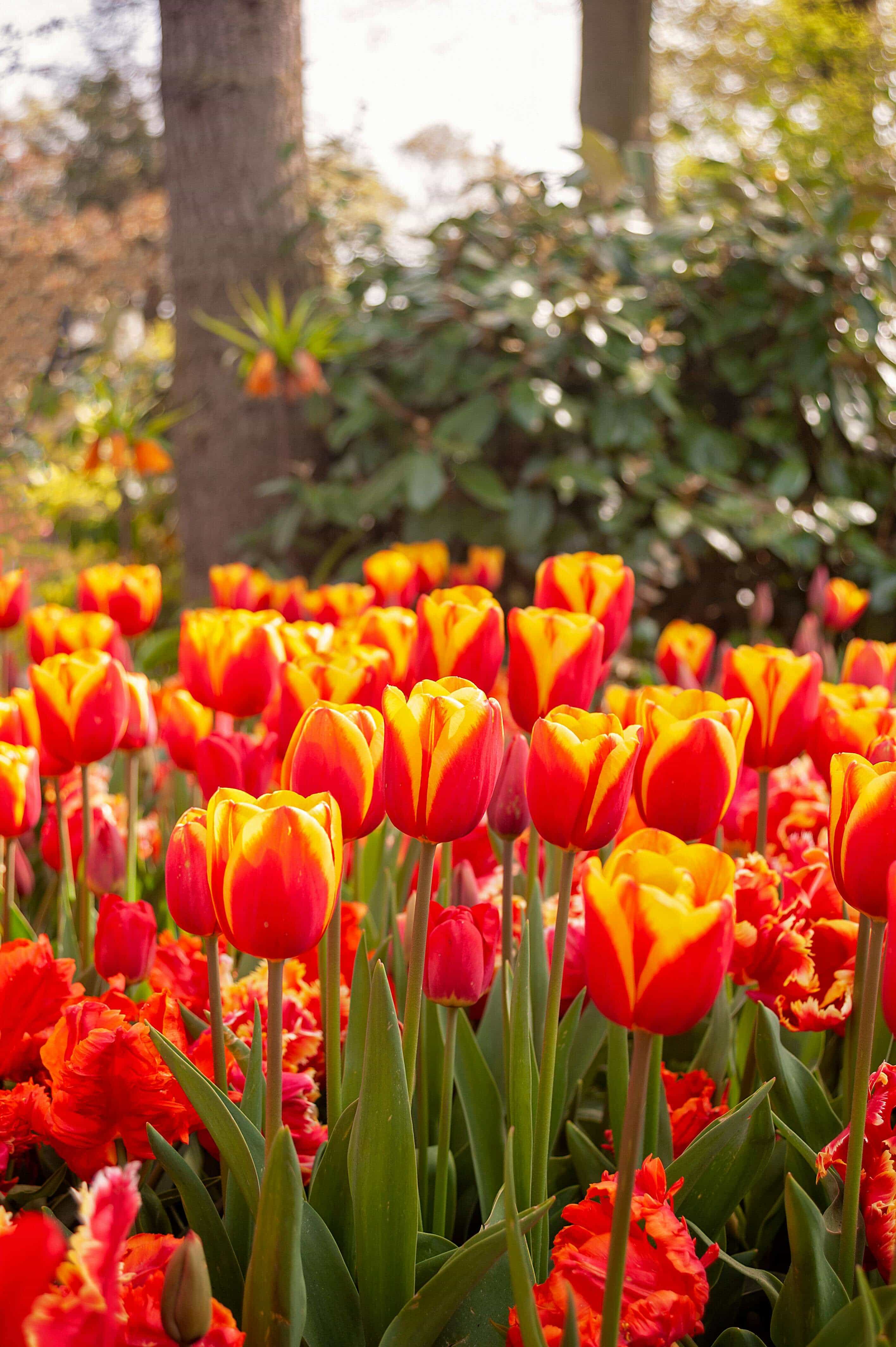 🌷 Tulipes fraîches à vendre