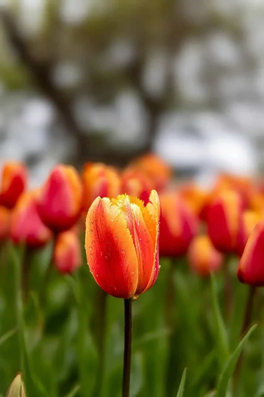 🌷 Tulipes fraîches à vendre