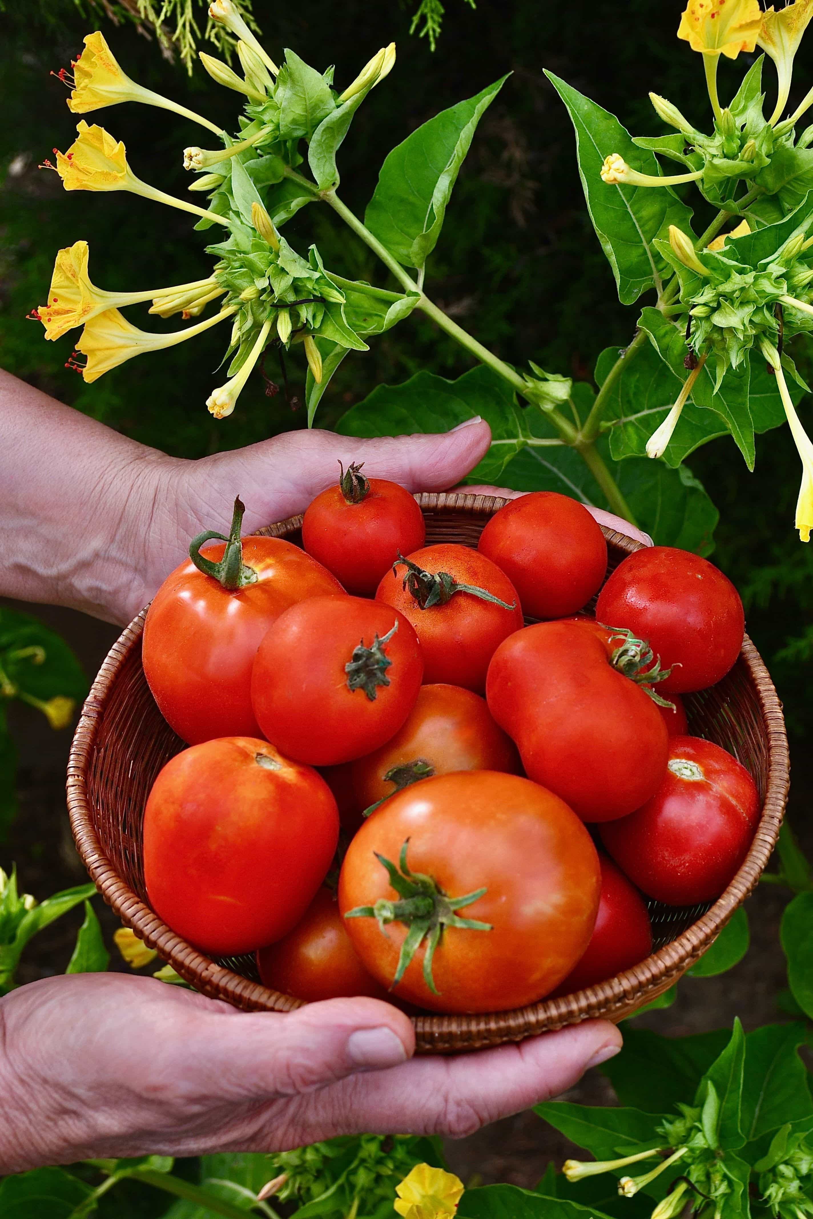 Tomates fraiches du jardin.