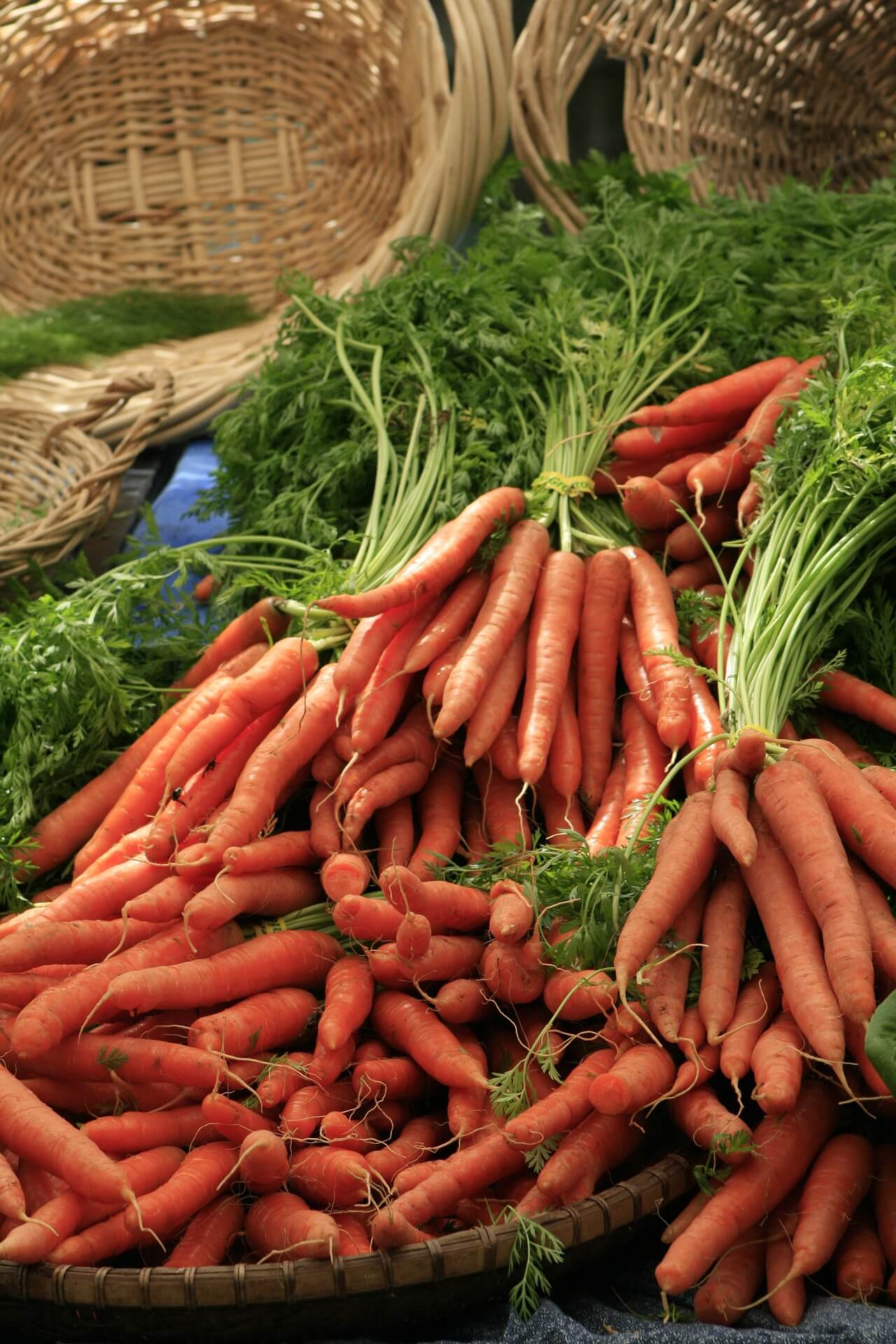 Carottes fraîches du jardin