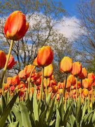 🌷 Tulipes fraîches à vendre
